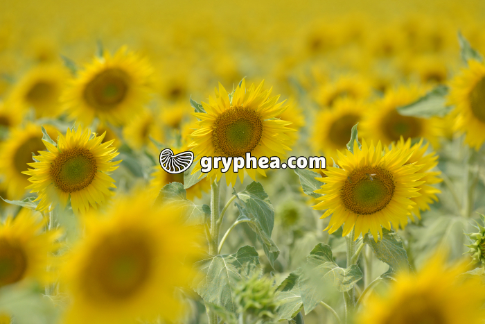 Tournesols - gryphea.org
